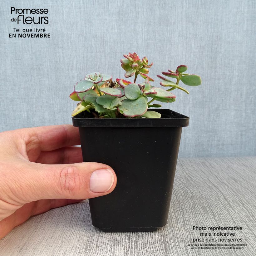 Exemplar von Fetthenne sieboldii - Sedum sieboldii Kleine Töpfe von 8/9 cm wie im Herbst geliefert