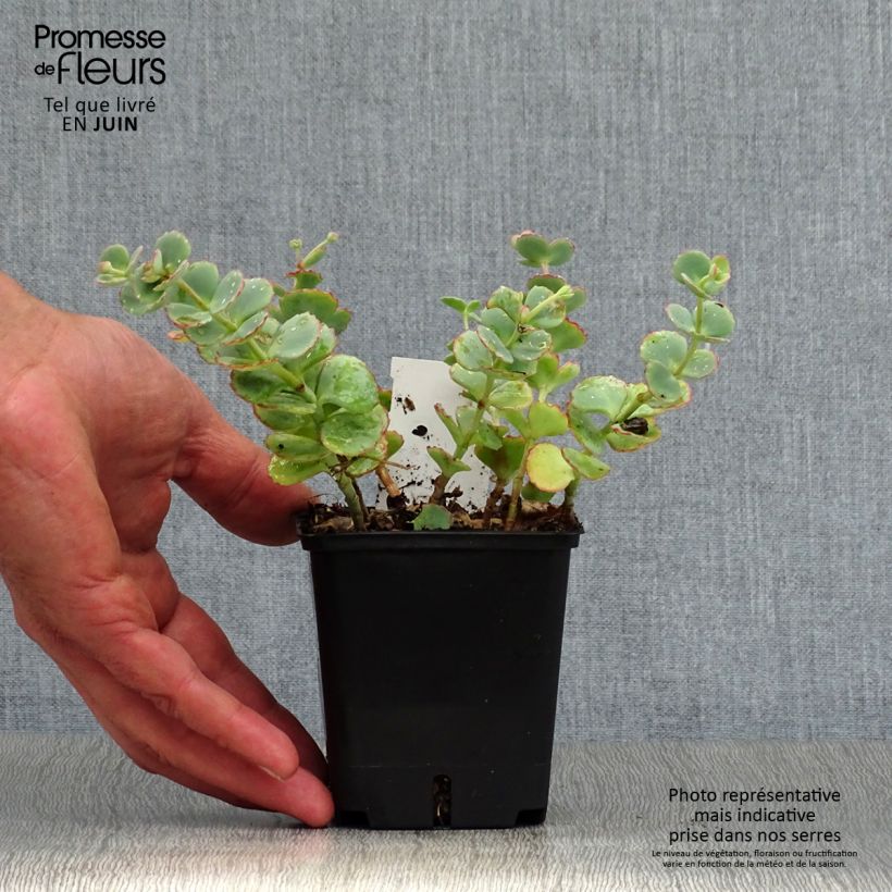 Exemplar von Fetthenne sieboldii - Sedum sieboldii Kleine Töpfe von 8/9 cm wie im Sommer geliefert
