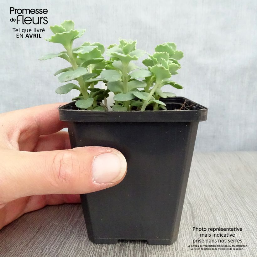 Exemplar von Fetthenne sieboldii - Sedum sieboldii Kleine Töpfe von 8/9 cm wie im Frühjahr geliefert