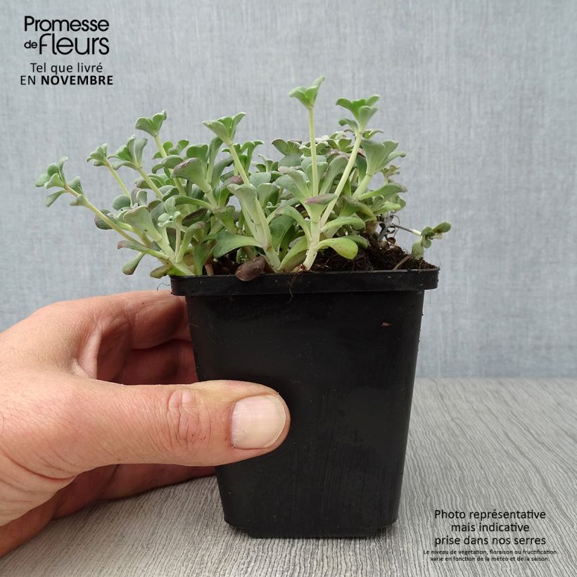 Exemplar von Fetthenne Purpureum - Sedum spathulifolium Kleine Töpfe von 8/9 cm wie im Herbst geliefert