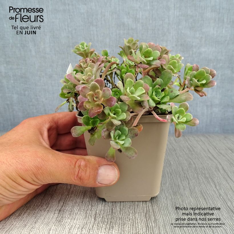 Exemplar von Fetthenne Purpureum - Sedum spathulifolium Kleine Töpfe von 8/9 cm wie im Sommer geliefert