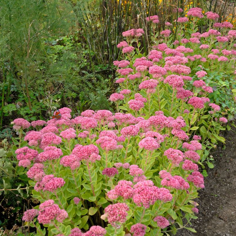 Fetthenne Brilliant - Sedum spectabile (Hafen)