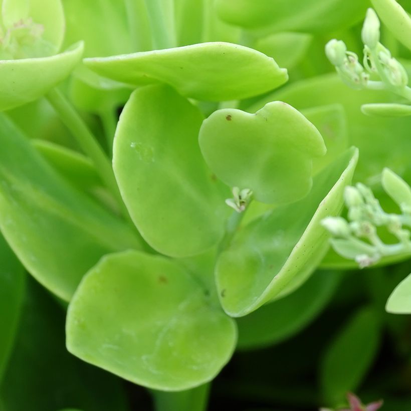 Fetthenne Brilliant - Sedum spectabile (Laub)