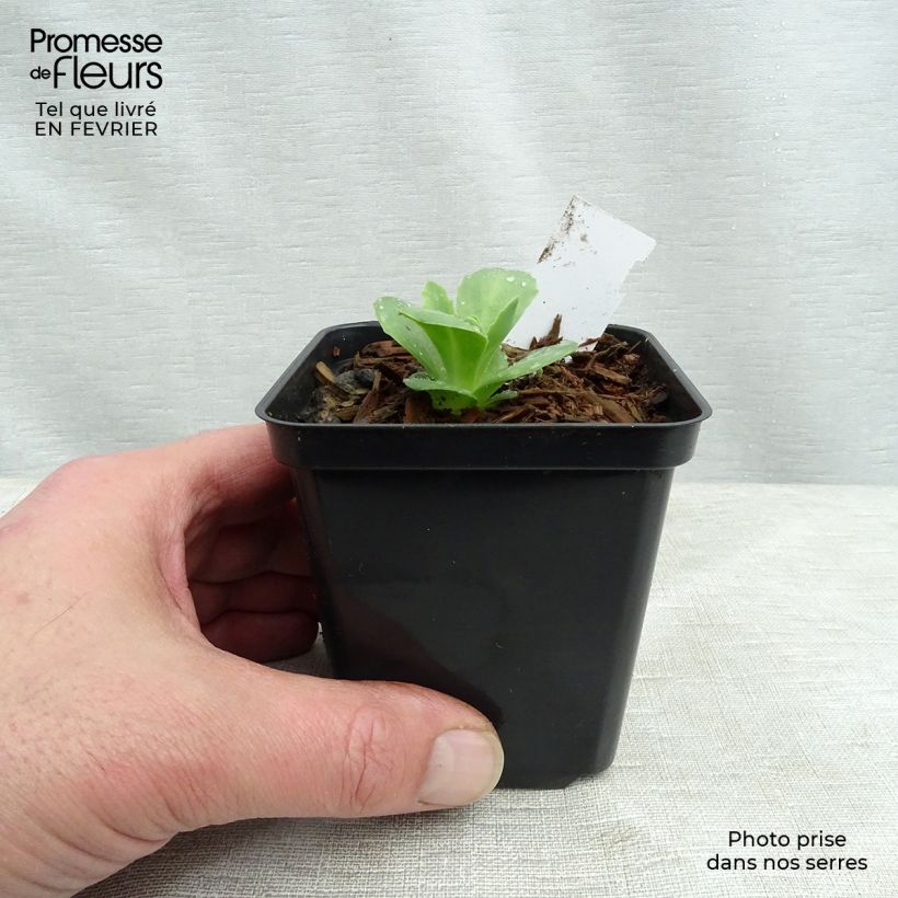 Exemplar von Fetthenne Carl - Sedum spectabile Kleine Töpfe von 8/9 cm wie im Winter geliefert