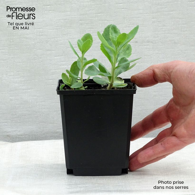 Exemplar von Fetthenne Carl - Sedum spectabile Kleine Töpfe von 8/9 cm wie im Frühjahr geliefert