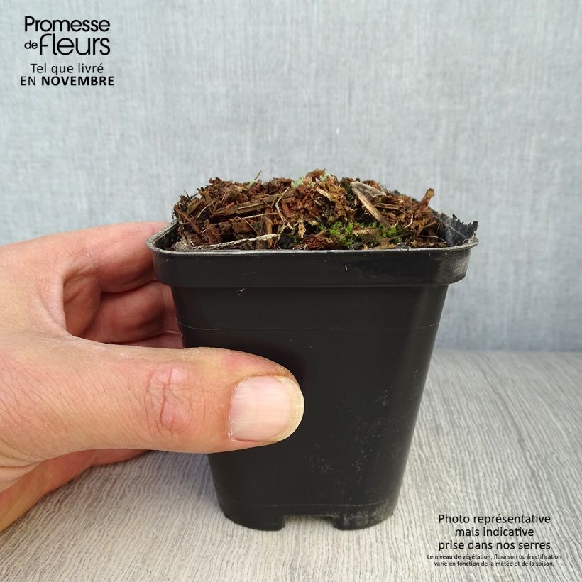 Exemplar von Fetthenne Carl - Sedum spectabile Kleine Töpfe von 8/9 cm wie im Herbst geliefert