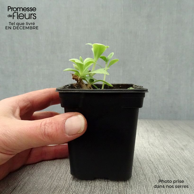 Exemplar von Fetthenne Carmen - Sedum spectabile Kleine Töpfe von 7/8 cm wie im Winter geliefert