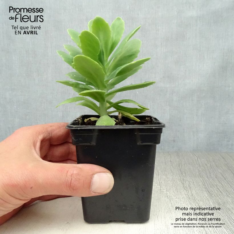 Exemplar von Fetthenne Carmen - Sedum spectabile Kleine Töpfe von 7/8 cm wie im Frühjahr geliefert