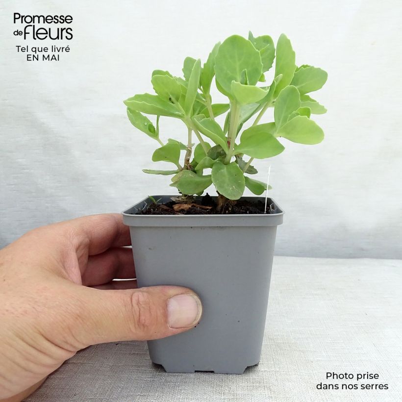Exemplar von Fetthenne Septemberglut - Sedum spectabile Kleine Töpfe von 8/9 cm wie im Frühjahr geliefert