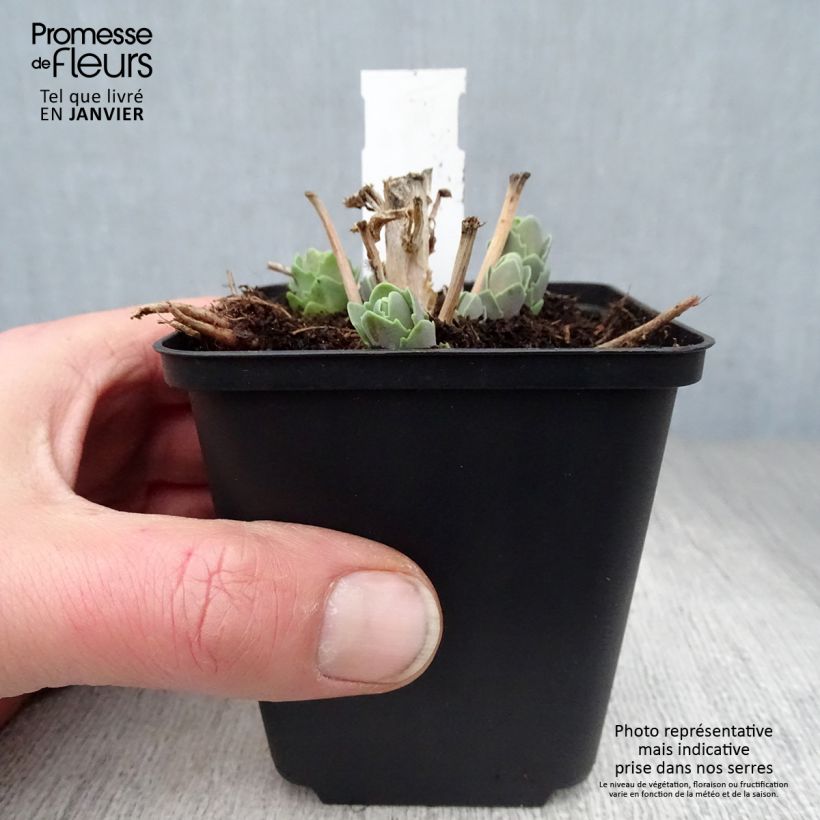 Exemplar von Fetthenne Septemberglut - Sedum spectabile Kleine Töpfe von 8/9 cm wie im Winter geliefert