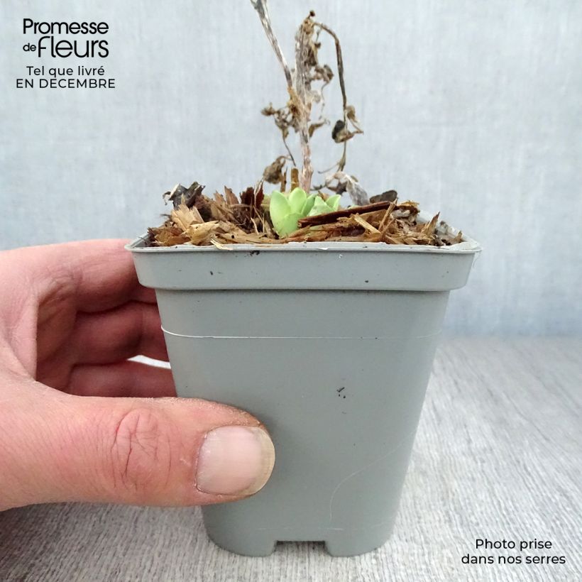 Exemplar von Fetthenne Stardust - Sedum spectabile Kleine Töpfe von 8/9 cm wie im Winter geliefert