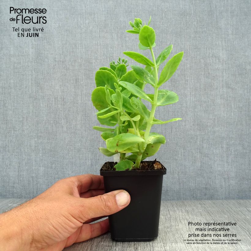 Exemplar von Fetthenne Stardust - Sedum spectabile Kleine Töpfe von 8/9 cm wie im Sommer geliefert