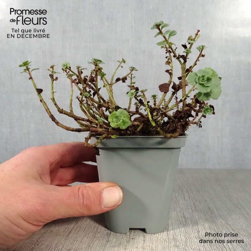 Exemplar von Fetthenne Album Superbum - Sedum spurium Kleine Töpfe von 8/9 cm wie im Winter geliefert