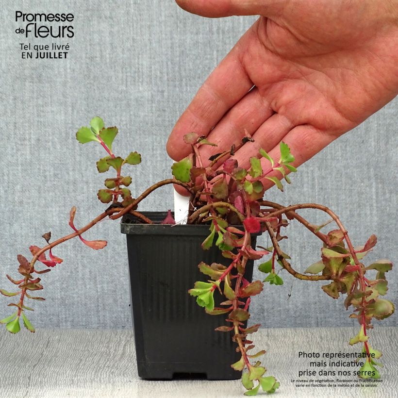 Exemplar von Fetthenne Fuldaglut - Sedum spurium Kleine Töpfe von 8/9 cm wie im Sommer geliefert
