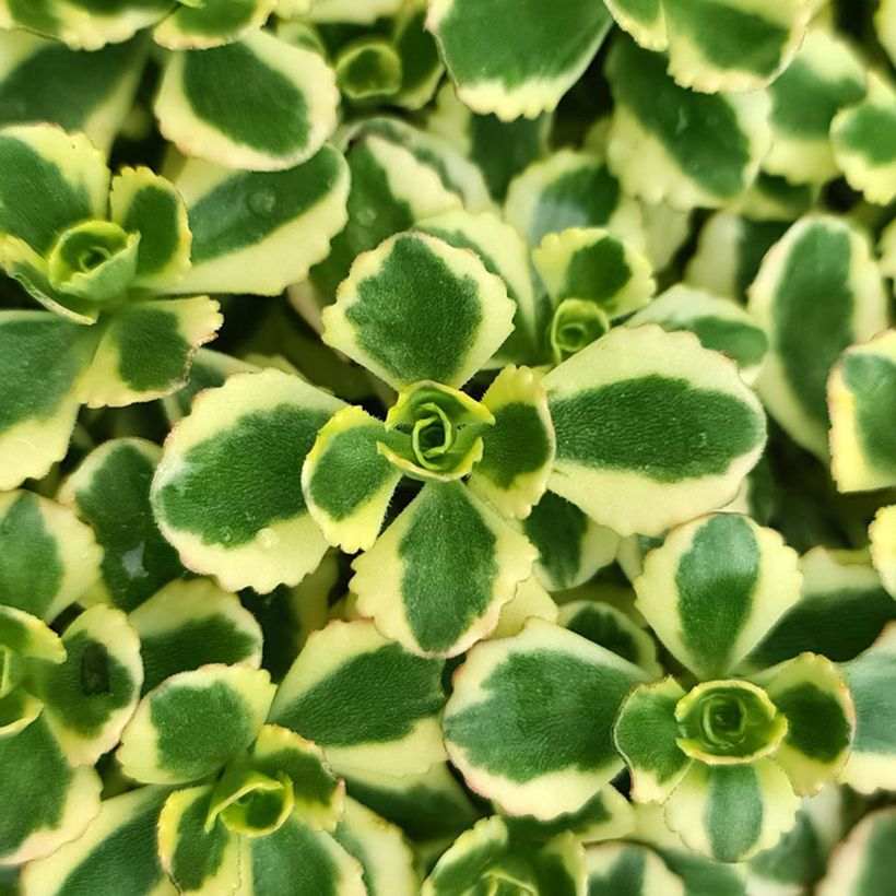 Fetthenne Little Gecko - Sedum spurium (Laub)
