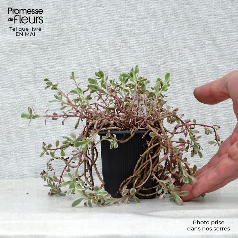 Exemplar von Fetthenne Variegatum - Sedum spurium Kleine Töpfe von 8/9 cm wie im Frühjahr geliefert