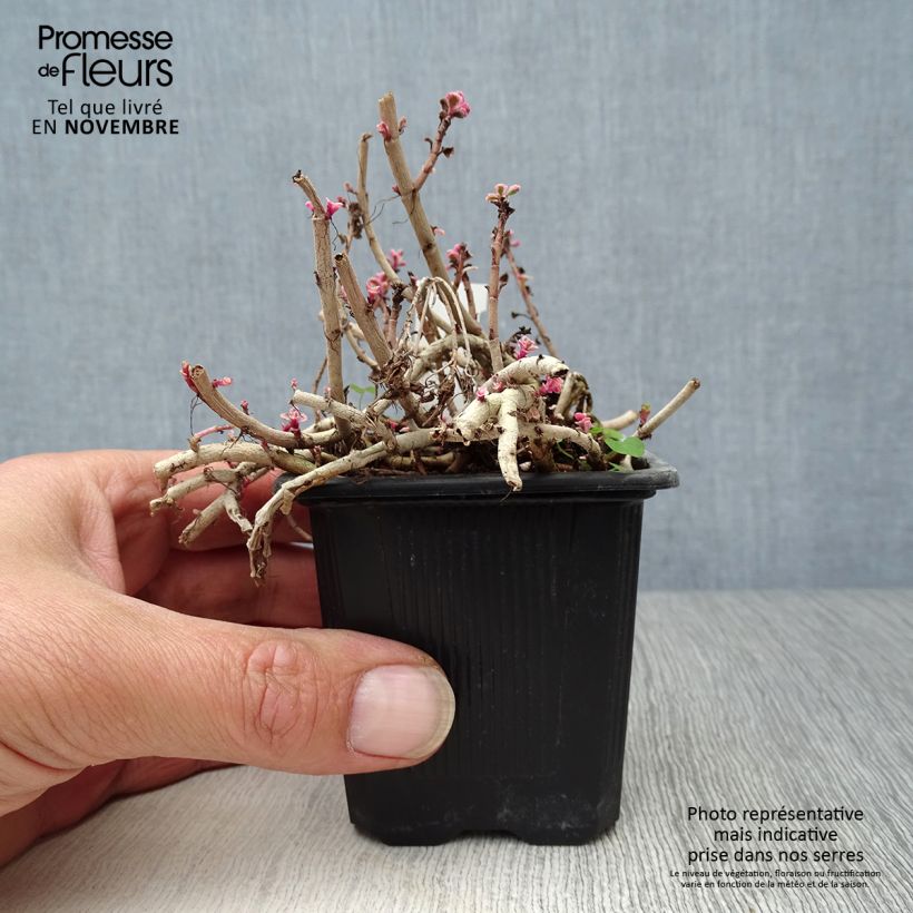Exemplar von Fetthenne Variegatum - Sedum spurium Kleine Töpfe von 8/9 cm wie im Herbst geliefert