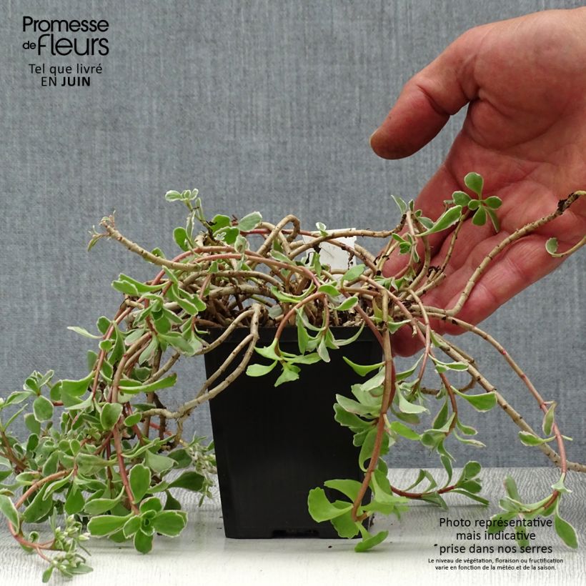 Exemplar von Fetthenne Variegatum - Sedum spurium Kleine Töpfe von 8/9 cm wie im Sommer geliefert