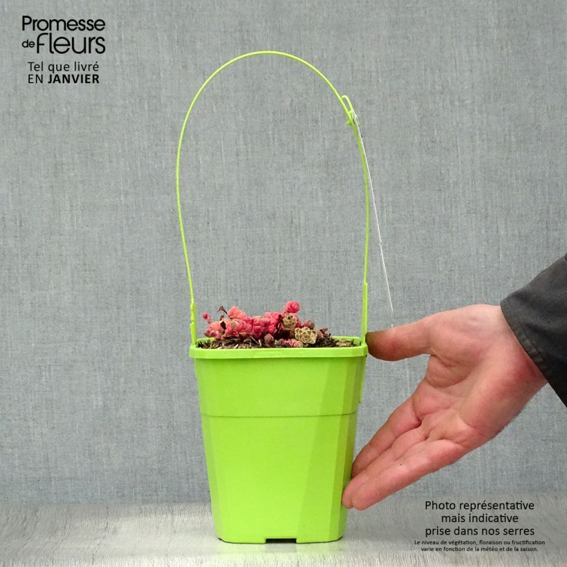 Exemplar von Fetthenne Atlantis - Sedum takesimense Topf mit 1,5L/2L wie im Winter geliefert