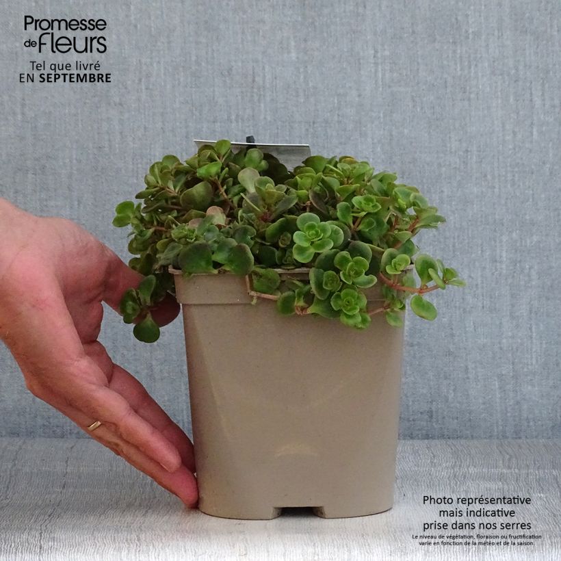 Exemplar von Fetthenne Coral Reef - Sedum tetractinum Topf mit 2L/3L wie im Herbst geliefert
