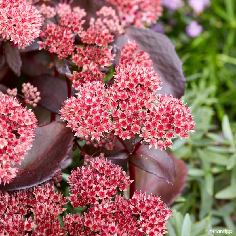 Fetthenne Black Knight - Sedum (Blüte)