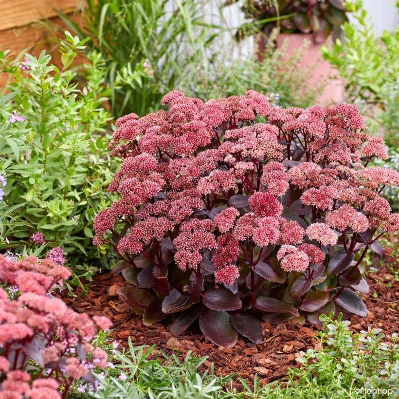 Fetthenne Black Knight - Sedum (Wuchs)