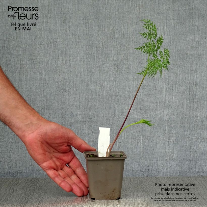 Exemplar von Selinum wallichianum - Feinblättrige Silge Kleine Töpfe von 8/9 cm wie im Frühjahr geliefert