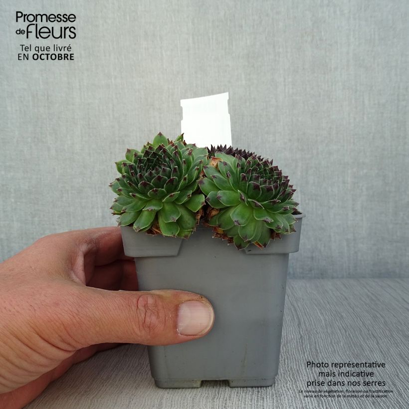 Exemplar von Hauswurz Chick Charms Appletini - Sempervivum Topf 10 cm/11cm wie im Herbst geliefert