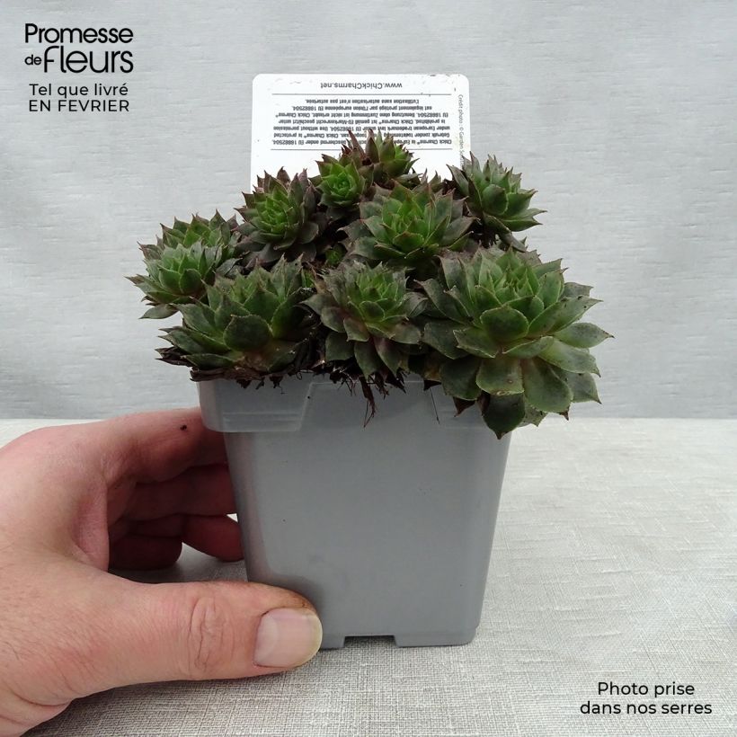 Exemplar von Hauswurz Chick Charms Berry Blues - Sempervivum Topf 10 cm/11cm wie im Winter geliefert