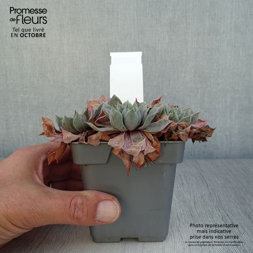 Exemplar von Hauswurz Chick Charms Berry Blues - Sempervivum Topf 10 cm/11cm wie im Herbst geliefert