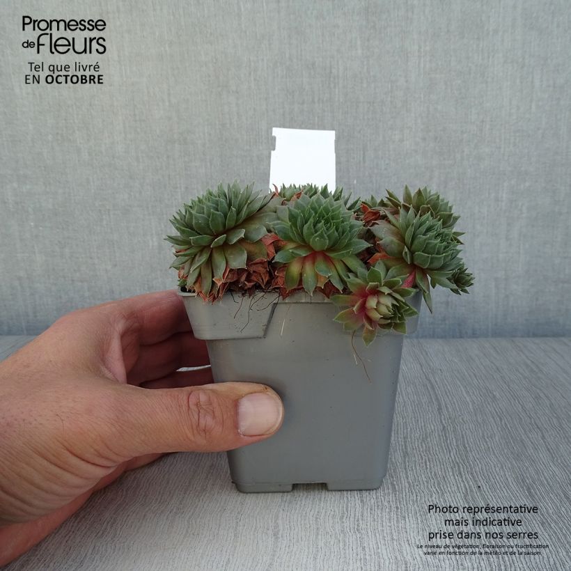 Exemplar von Hauswurz Chick Charms Bing Cherry - Sempervivum Topf 10 cm/11cm wie im Herbst geliefert