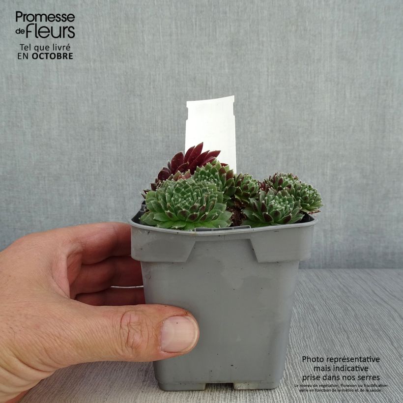 Exemplar von Hauswurz Chick Charms Cinnamon Starbust - Sempervivum Topf 10 cm/11cm wie im Herbst geliefert