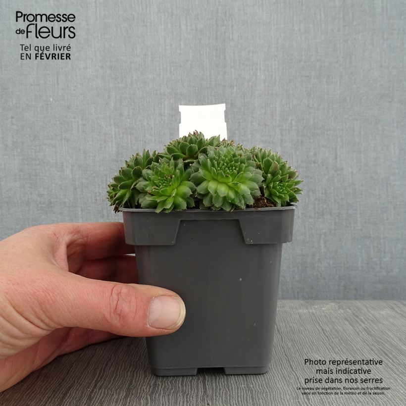 Exemplar von Hauswurz Chick Charms Cinnamon Starbust - Sempervivum Topf 10 cm/11cm wie im Winter geliefert