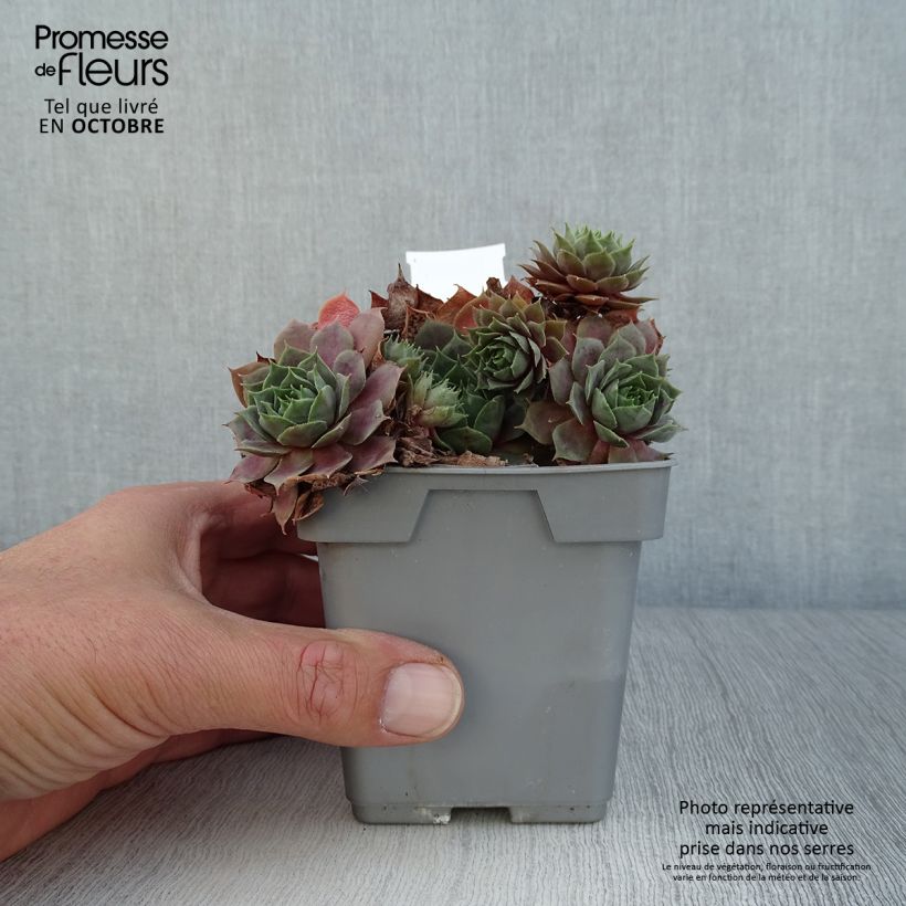 Exemplar von Hauswurz Chick Charms CoslicCandy - Sempervivum Topf 10 cm/11cm wie im Herbst geliefert