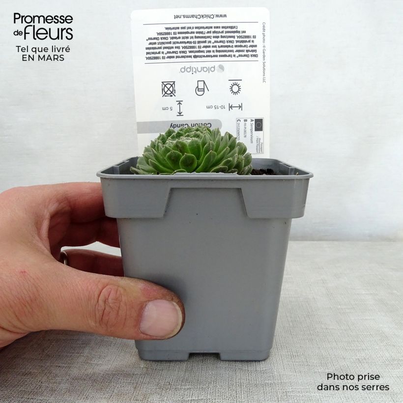 Exemplar von Hauswurz Chick Charms Cotton Candy - Sempervivum Topf 10 cm/11cm wie im Frühjahr geliefert