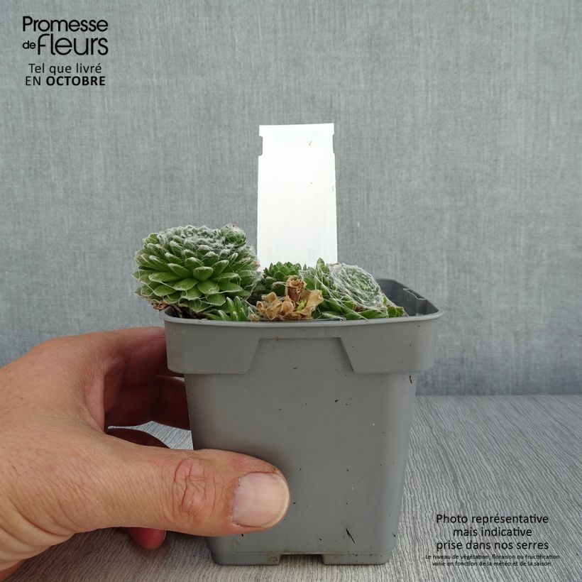 Exemplar von Hauswurz Chick Charms Cotton Candy - Sempervivum Topf 10 cm/11cm wie im Herbst geliefert