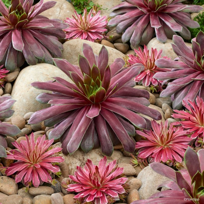 Hauswurz Chick Charms Giant Emerald Explosion - Sempervivum  (Wuchs)