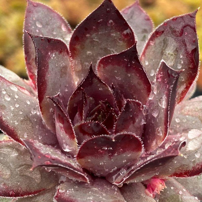 Hauswurz Chick Charms Grape Galaxy - Sempervivum  (Laub)