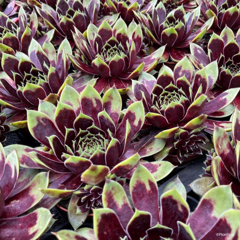 Hauswurz Colorockz Coconut Crystal - Sempervivum  (Laub)