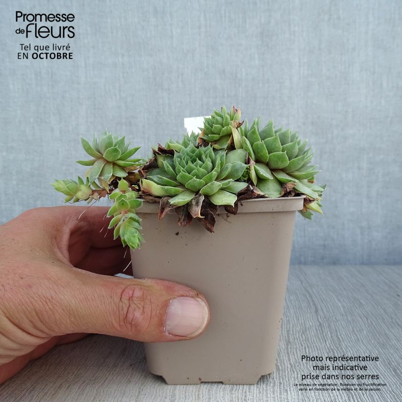 Exemplar von Hauswurz Commander Hay - Sempervivum Kleine Töpfe von 8/9 cm wie im Herbst geliefert