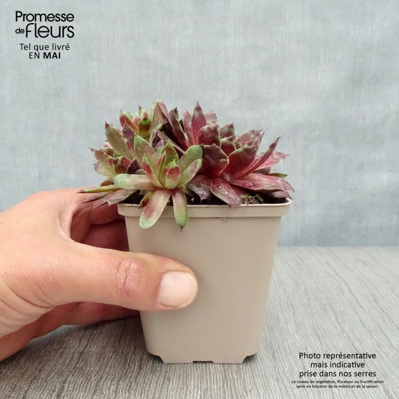 Exemplar von Hauswurz Commander Hay - Sempervivum Kleine Töpfe von 8/9 cm wie im Frühjahr geliefert