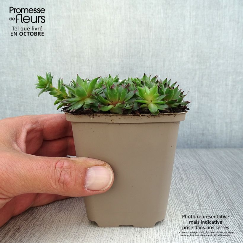 Exemplar von Hauswurz Dark Beauty - Sempervivum Kleine Töpfe von 8/9 cm wie im Herbst geliefert