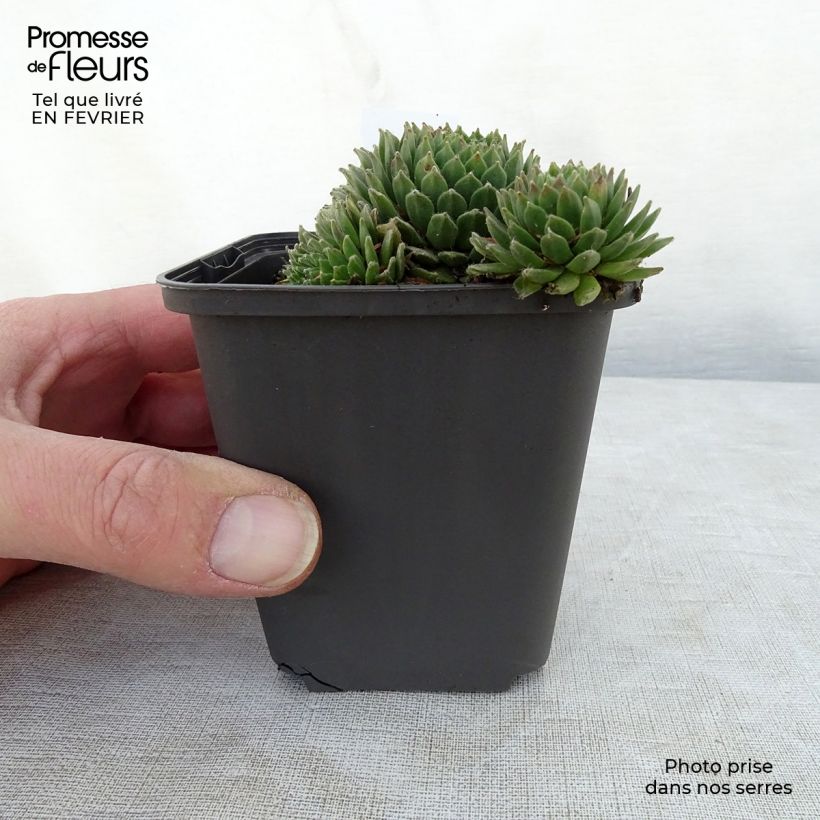 Exemplar von Hauswurz Gemengd - Sempervivum Kleine Töpfe von 8/9 cm wie im Winter geliefert