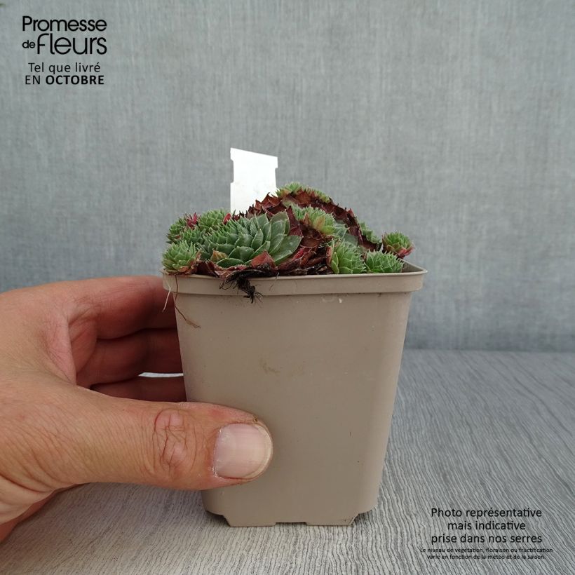 Exemplar von Hauswurz Granat - Sempervivum Kleine Töpfe von 8/9 cm wie im Herbst geliefert