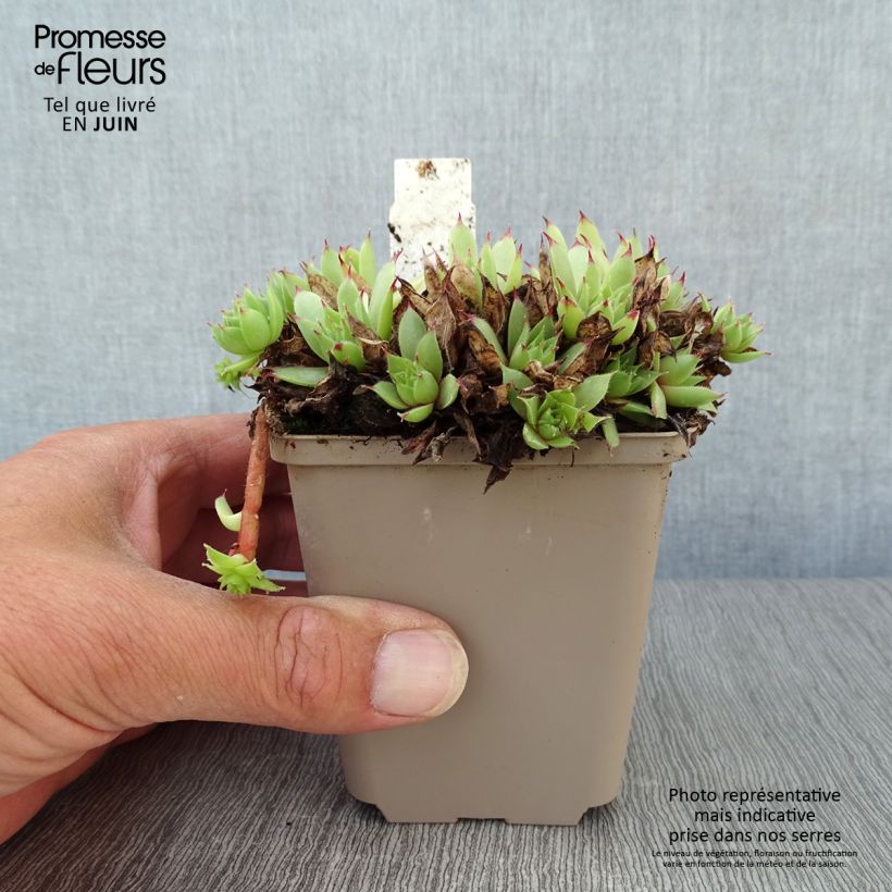 Exemplar von Hauswurz Noir - Sempervivum Kleine Töpfe von 8/9 cm wie im Sommer geliefert