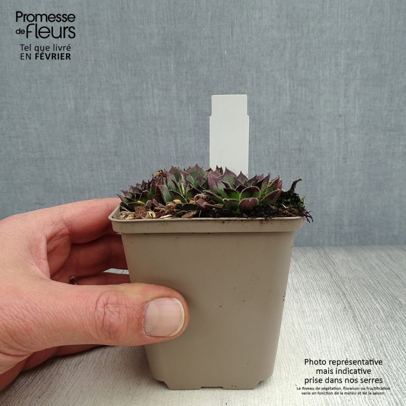 Exemplar von Hauswurz Noir - Sempervivum Kleine Töpfe von 8/9 cm wie im Winter geliefert