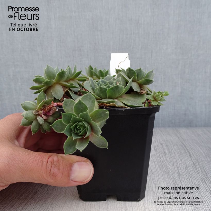 Exemplar von Hauswurz Othello - Sempervivum Kleine Töpfe von 8/9 cm wie im Herbst geliefert