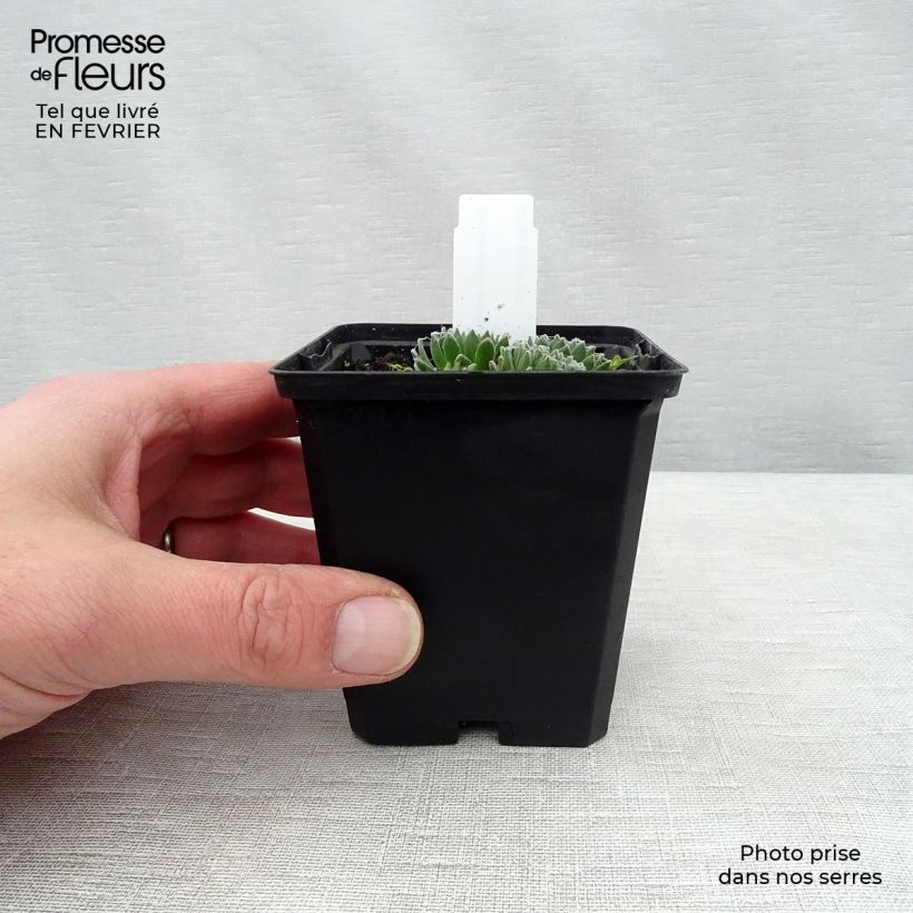 Exemplar von Hauswurz - Sempervivum arachnoideum Kleine Töpfe von 8/9 cm wie im Winter geliefert