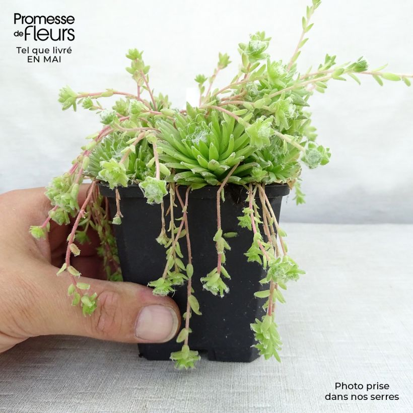 Exemplar von Hauswurz - Sempervivum arachnoideum Kleine Töpfe von 8/9 cm wie im Frühjahr geliefert