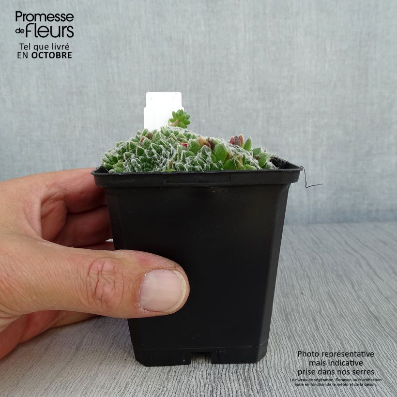 Exemplar von Hauswurz - Sempervivum arachnoideum Kleine Töpfe von 8/9 cm wie im Herbst geliefert